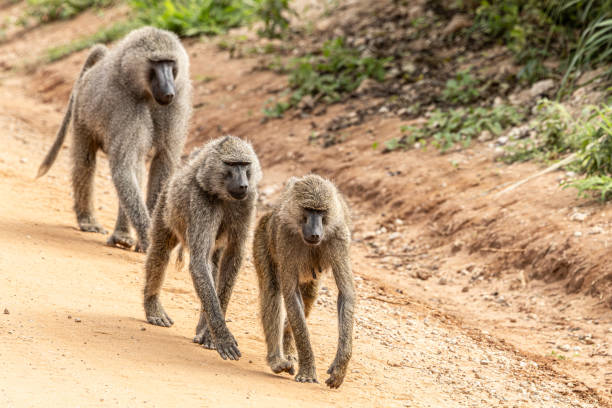 Group Tour February/March 2026 · Northern Tanzania