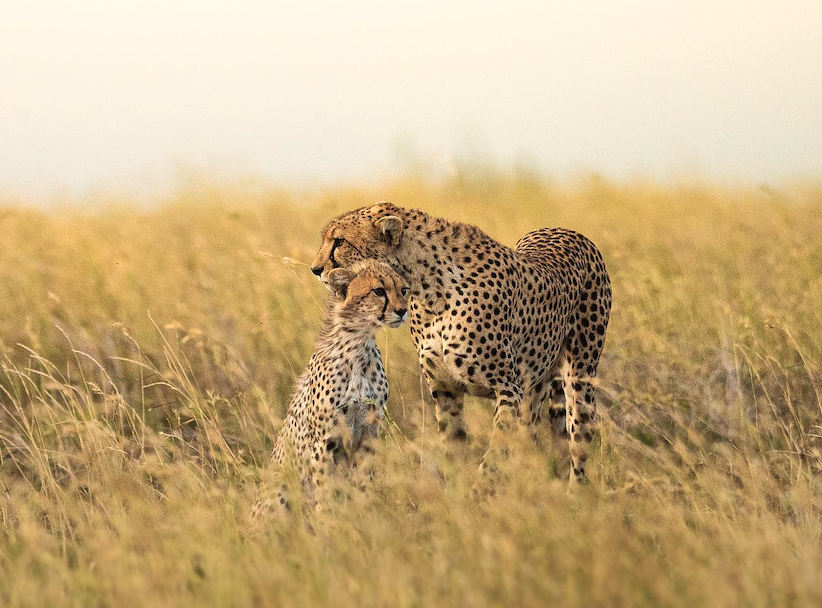 National Parks in Northern Tanzania & Zanzibar