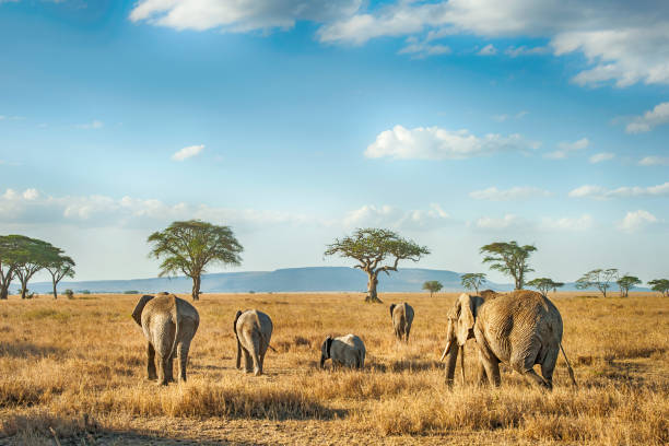 Tanzania Classics