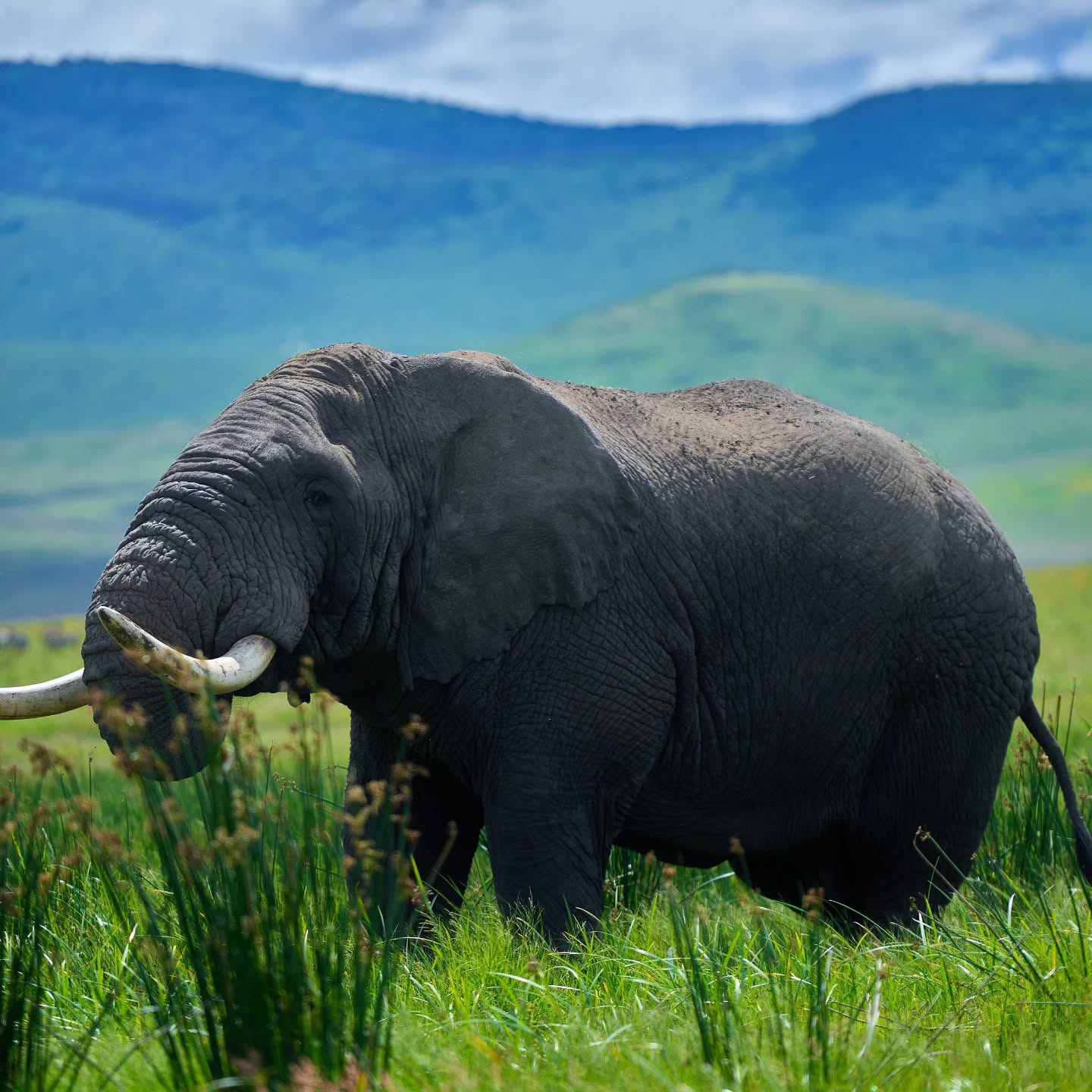 Northern Tanzania & Zanzibar