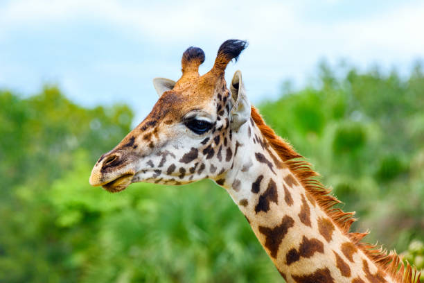 Northern Tanzania · Shared Safari