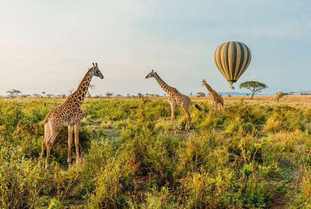 Balloon Safari Adventure