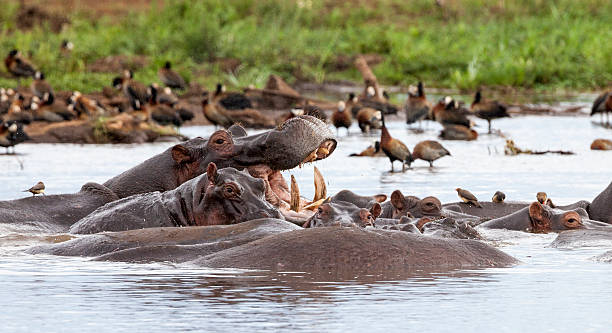 Boat & Walking Safaris