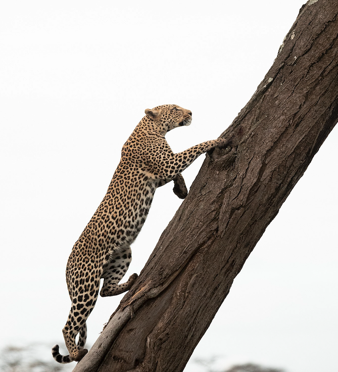 Photography Safaris