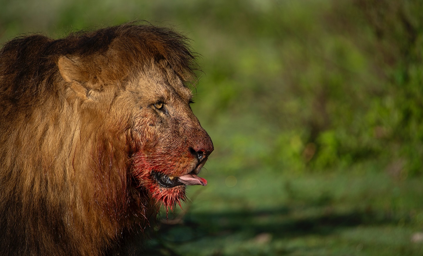 Highlights of Northern Tanzania