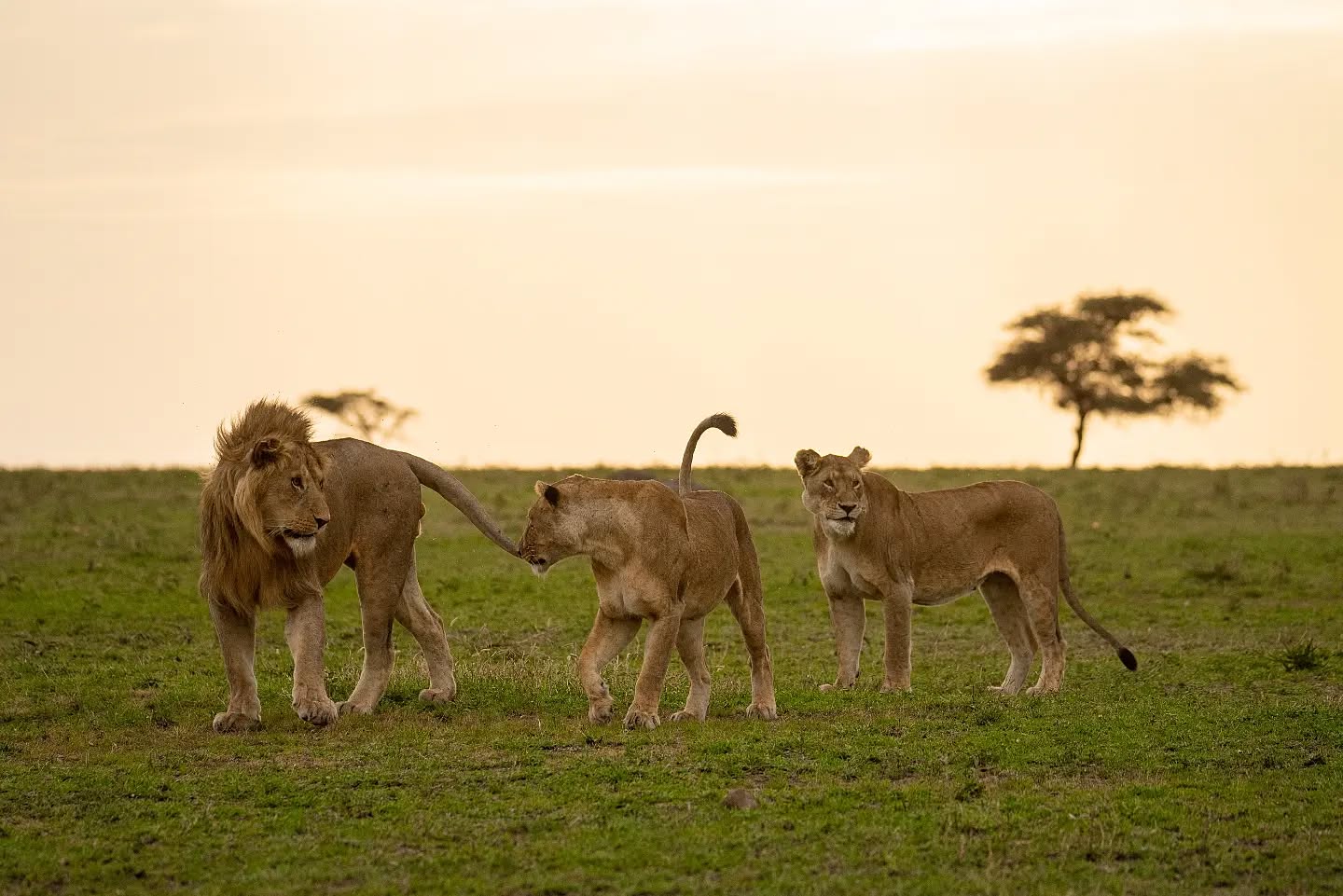 Big Five Safaris