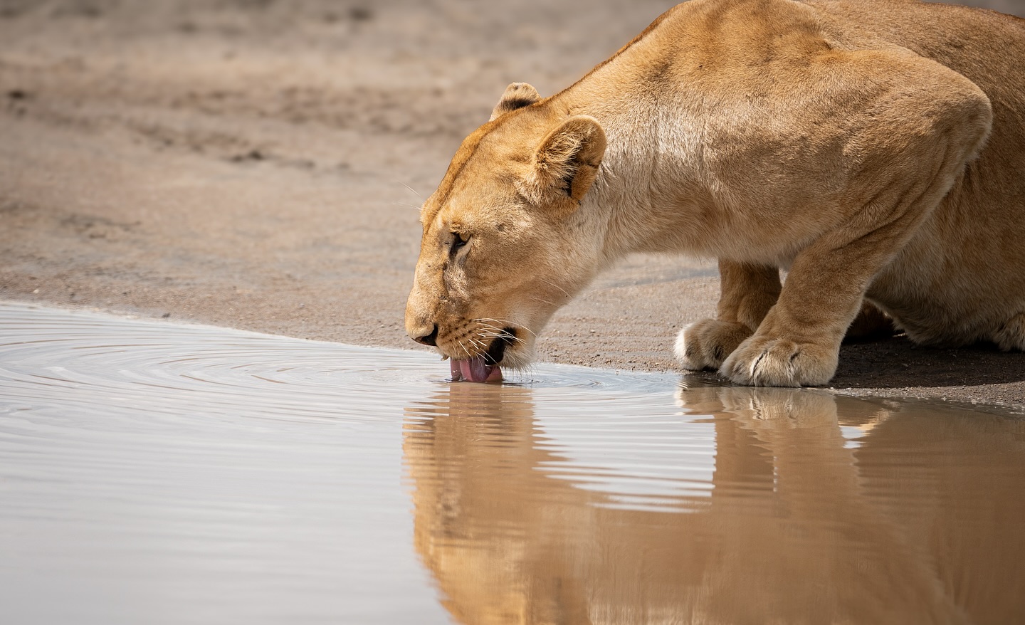 Wildlife & White Beaches