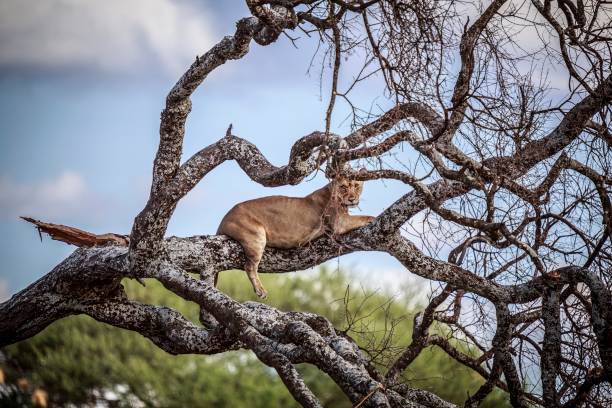 2 Days in Selous Game Reserve