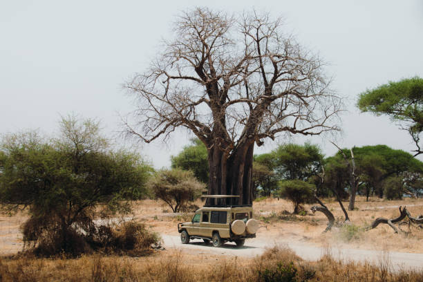 Safari vehicle beside a giant baobab tree