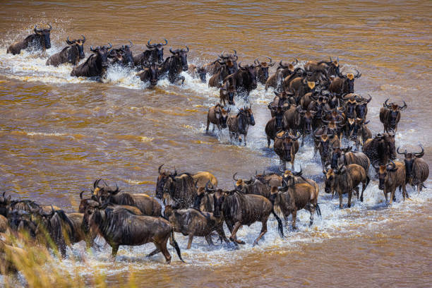 Great Migration