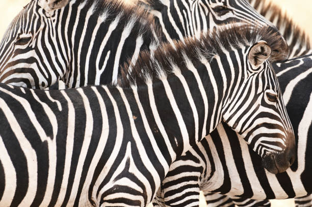 Serengeti & More · Shared Safari